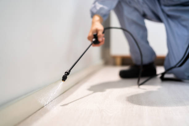 Licensed Wasp Removal service in Marietta, OH - Show Me Pest Control